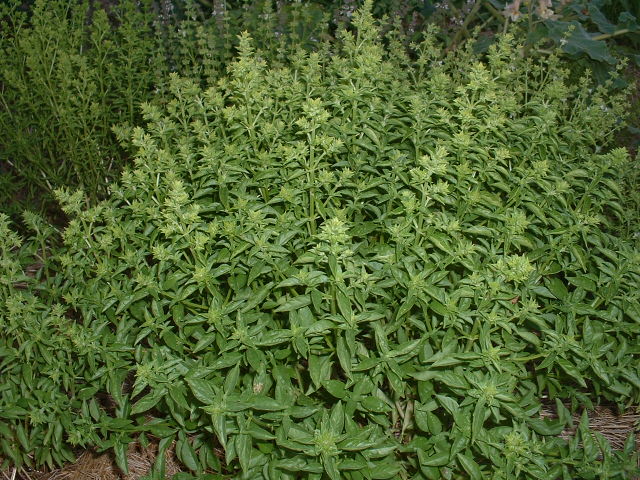 Ocimum basilicum 'Fino Verde'  (Seed)